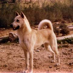 chavi1.jpg