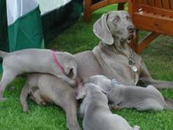 Sasha with her three last puppies