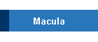 Macula