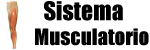 Sistema Musculatorio