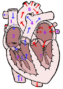 cardiac blood flow