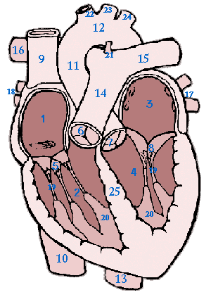 cardiac anatomy