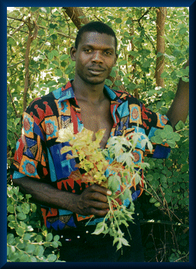 Loulou Prince gathers leaves for a treatment
