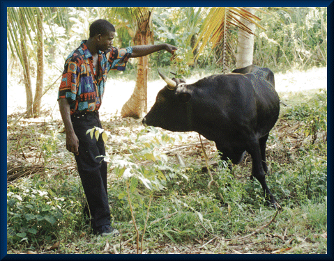 Loulou Prince treats his livestock with leaves to keep away flies