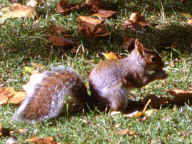 Click to enlarge: Squirrel or orava