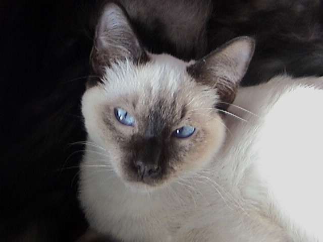 Chuto