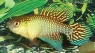 Simpsonichthys fulminantis "Guanambi BHS 95/12, Brasil"