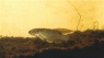 Simpsonichthys withei "Cabo Fr�o", Brasil