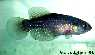 Megalebias wolterstorffi "C. Andreoni, Uruguay"