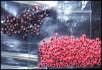 Candy - bagged