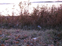 Hoar frost at daybreak, near Terrace Bay. Photo by Meghan Hansen