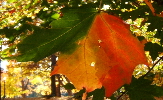 Maple leaf, courtesy Rosanne Lester
