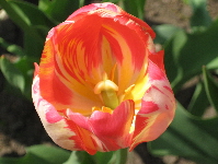 Tulips. Photos by Meghan Hansen