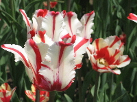 Tulips. Photos by Meghan Hansen