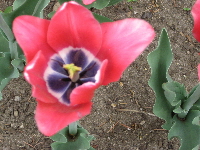 Tulips. Photos by Meghan Hansen