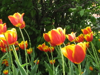 Tulips. Photo by Meghan Hansen
