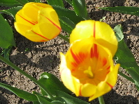 Tulips. Photos by Meghan Hansen