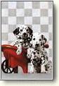 The image “http://www.geocities.com/meghanlafeve14/dalmation.jpg” cannot be displayed, because it contains errors.