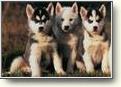 The image “http://www.geocities.com/meghanlafeve14/dogs3.jpg” cannot be displayed, because it contains errors.