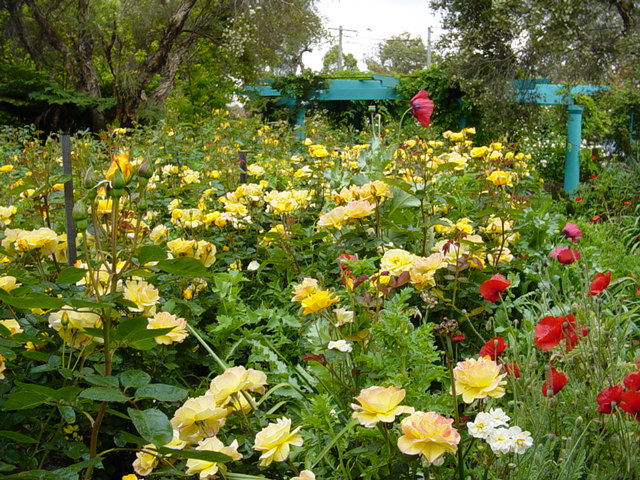 Amanda Rose-Amanda's Garden