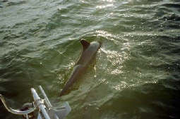 Dolphin off the bow