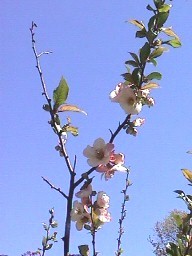 Blossoms on a Branch