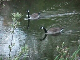 Synchronized Swimming