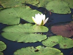 Lilypads