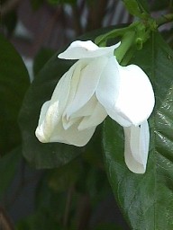 Magnolia Blossom