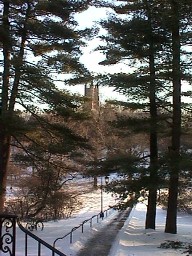 Pine Path