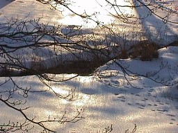 Rabbit Tracks