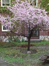 Pretty in Pink
