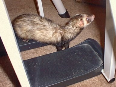 Ferret Working Out