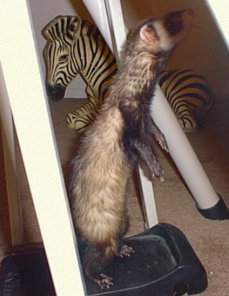 Ferret Working Out