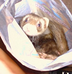 Ferret Working Out
