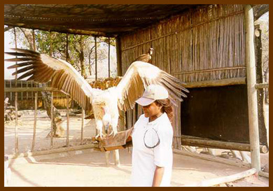 9. Mokolokolo Animal Preservation 2