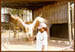 9. Mokolokolo Animal Preservation 2