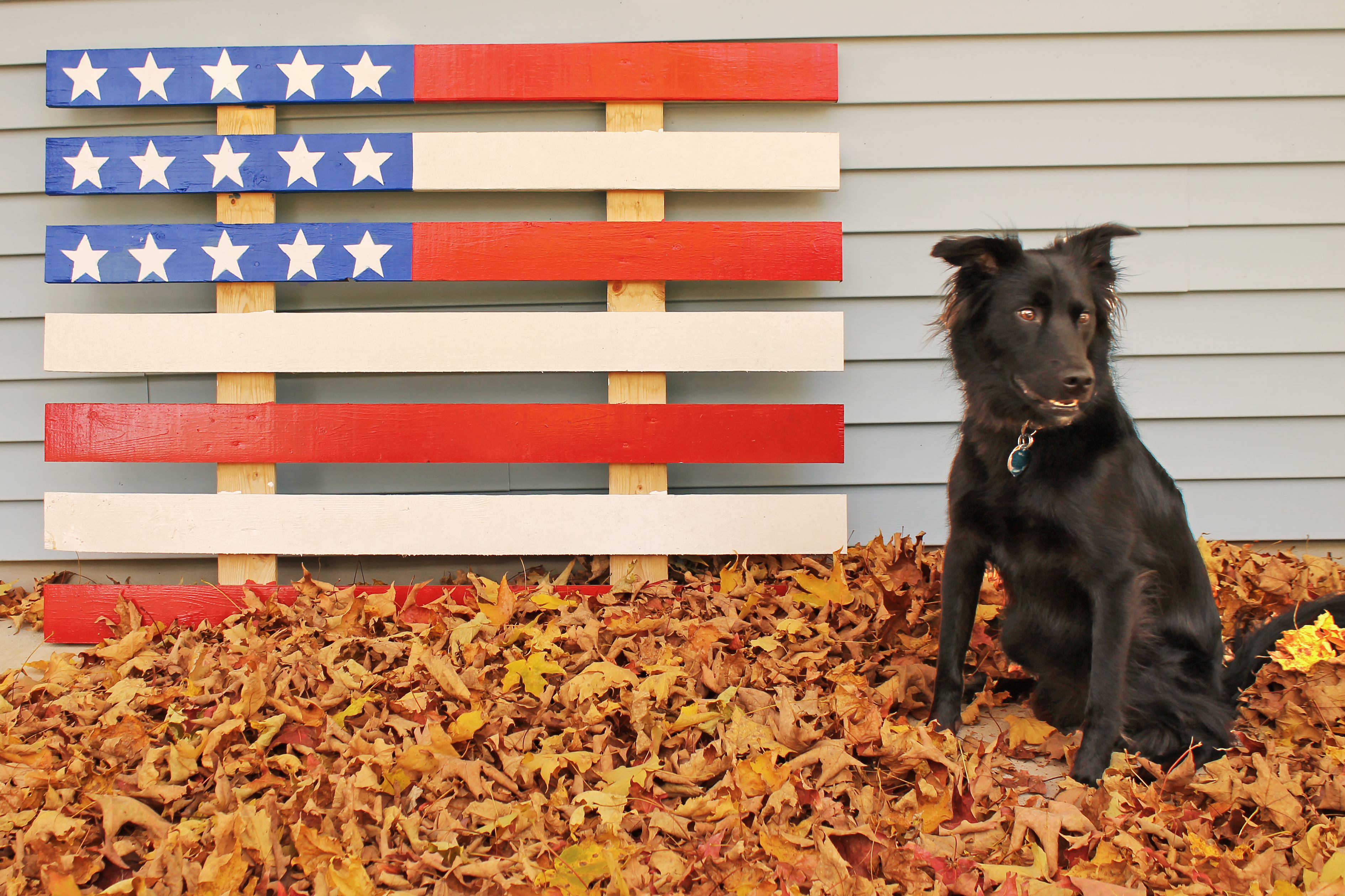 Dog and Flag