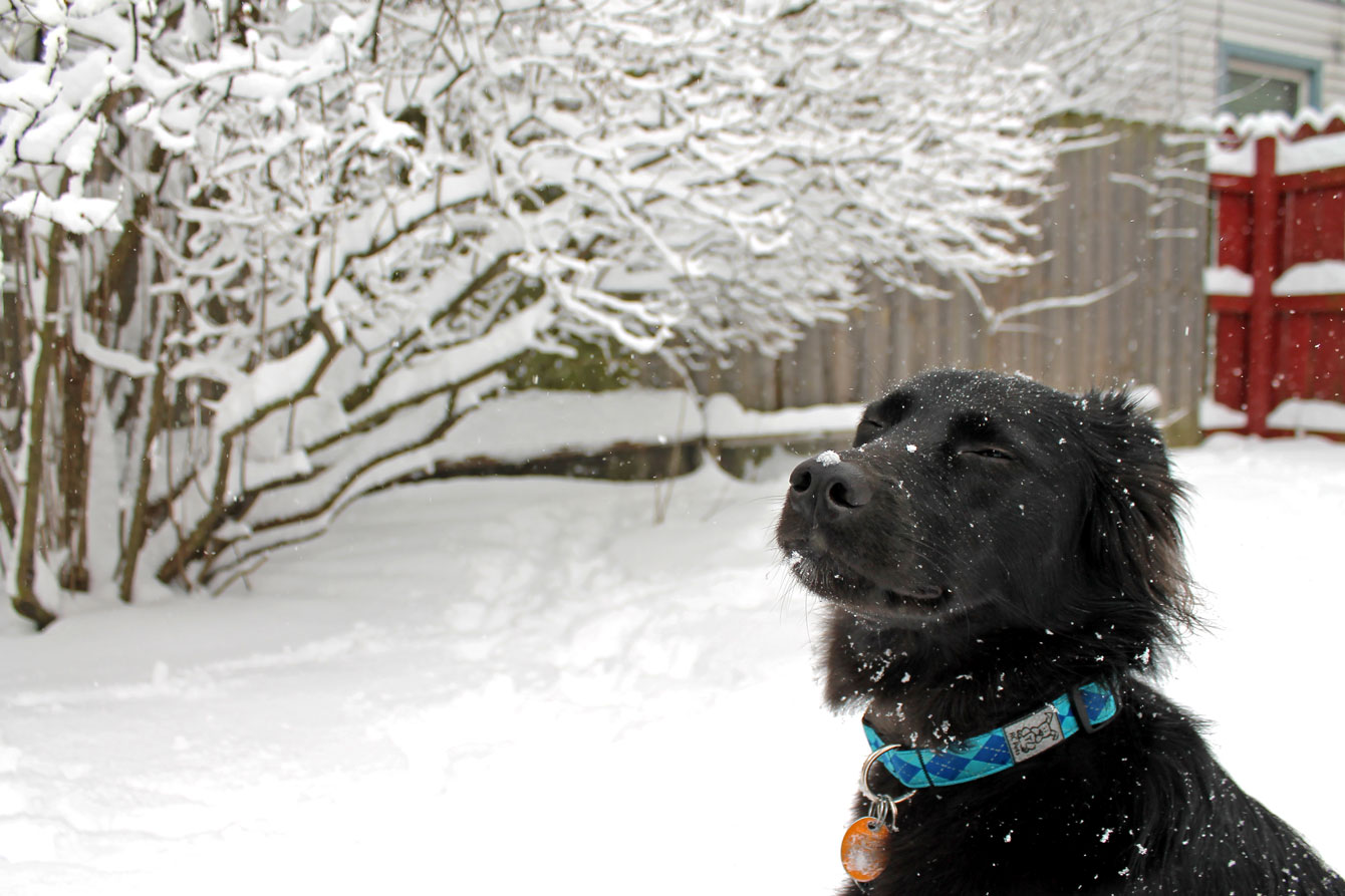 Happy Dog