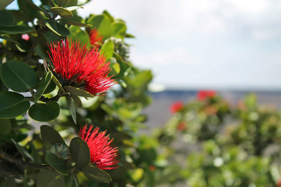 Lehua Flower