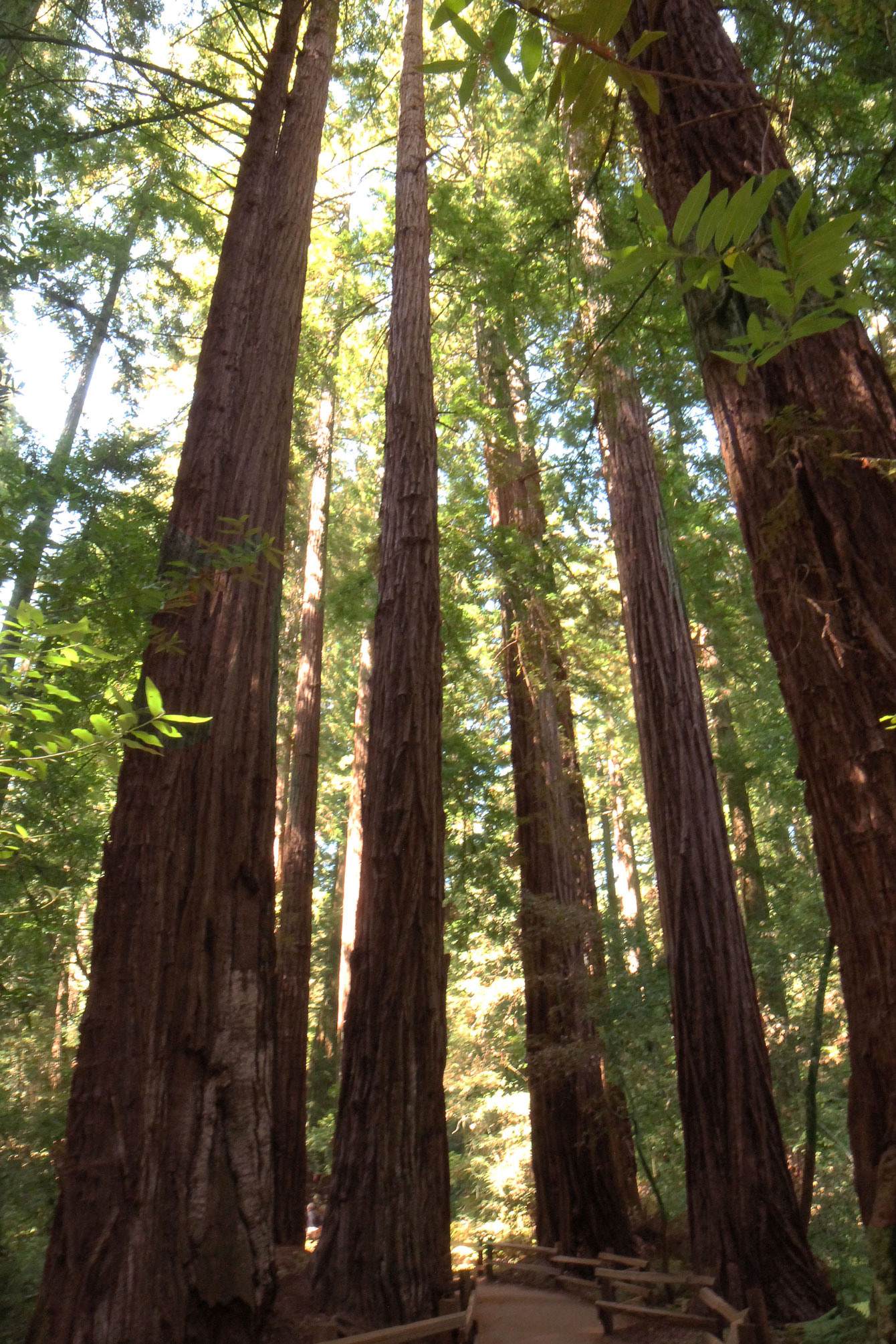 Muir Woods