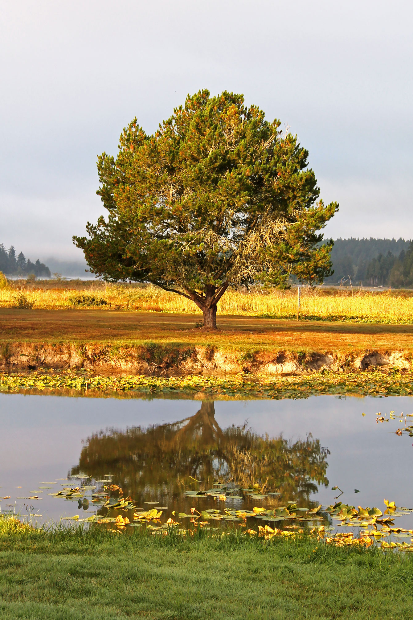 Tree Reflections