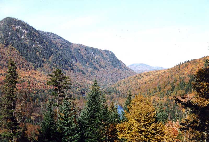 deux belles photos de forets � l'automne......