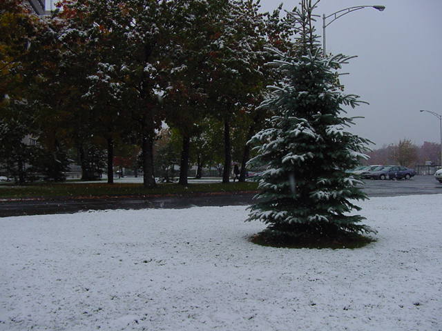 mon beau sapin, roi des forets...