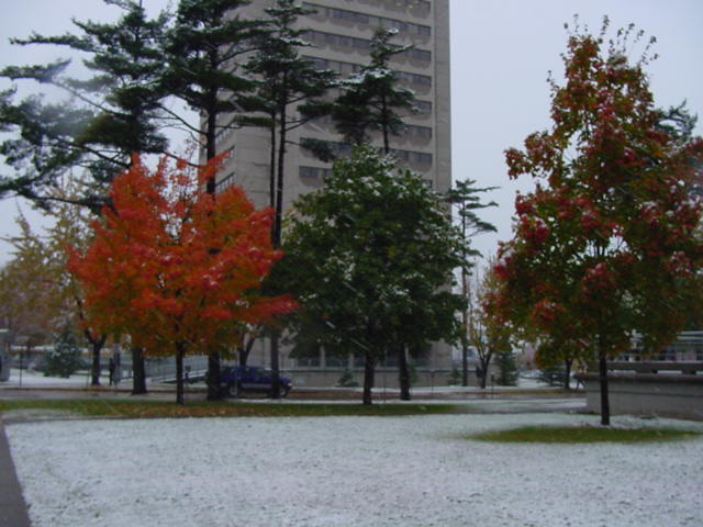 des abres de toutes les couleurs sous la neige!!!