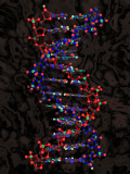 Ball and stick model of a DNA strand