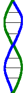 Double Helix Border