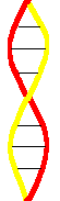 Double Helix Border