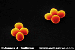 Staphylococcus aureus bacteria dividing