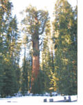 General Sherman's Sequoia Tree - the largest
		tree in the world